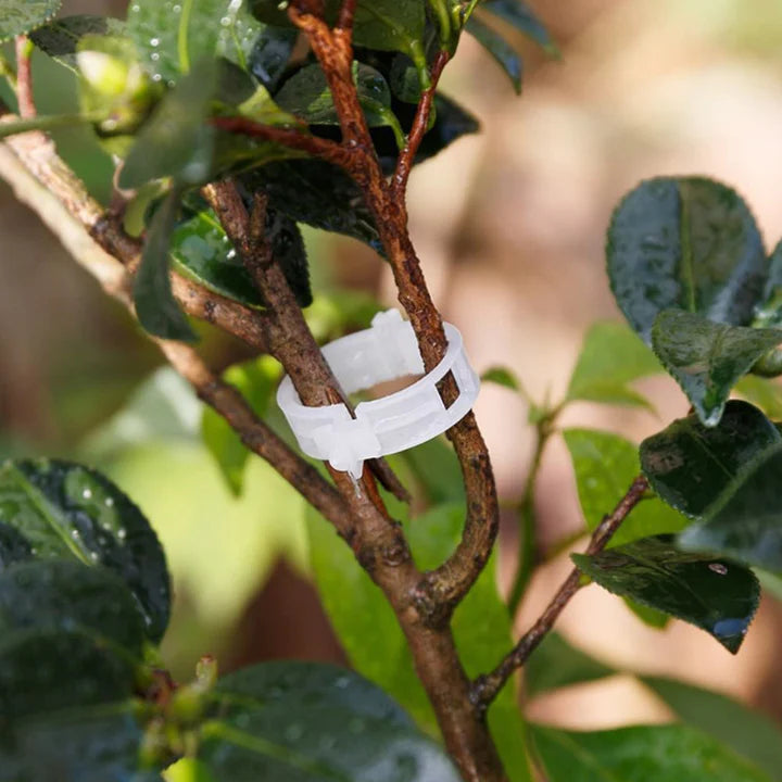 Clips de support pour plantes