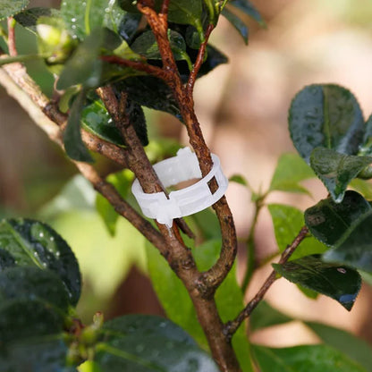 Clips de support pour plantes